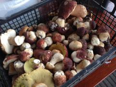 IMAGE 2017-11-10 10:43:07.jpg