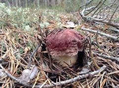 IMAGE 2017-11-10 10:43:39.jpg