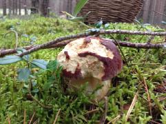 IMAGE 2017-11-10 10:43:45.jpg