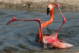 1368489064_flamingos_02.jpg