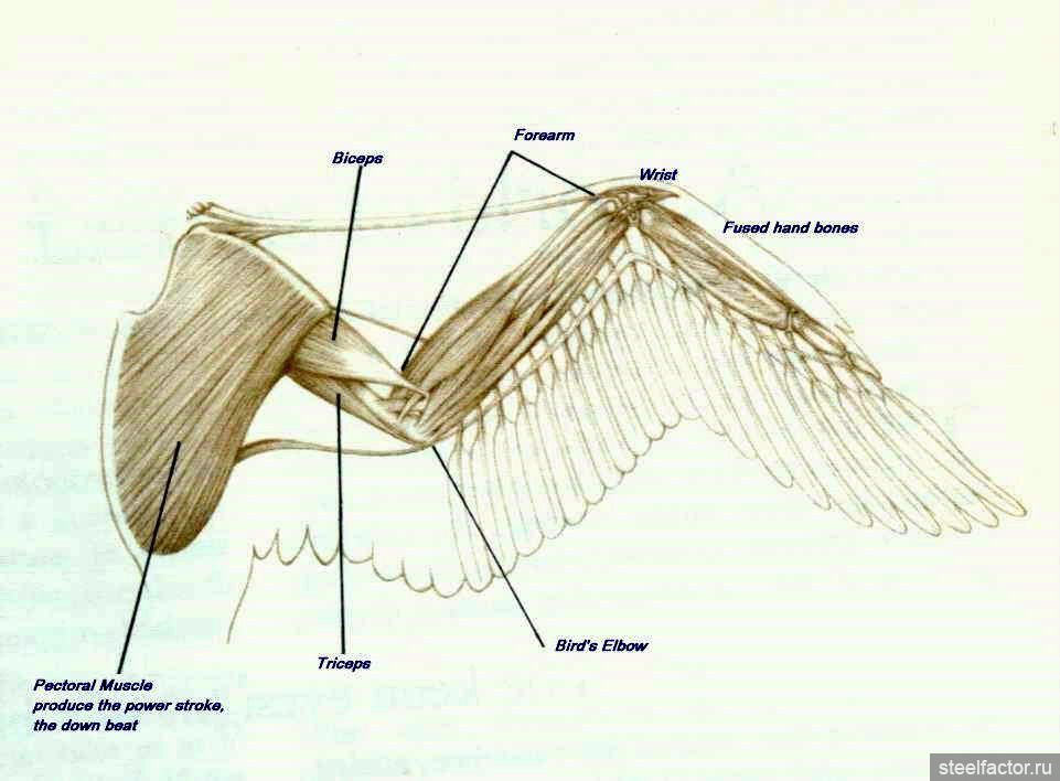Звук крыла птицы. Строение скелета крыла курицы. Строение крыла курицы кости. Анатомия крыла птицы кости. Анатомическое строение крыла курицы.