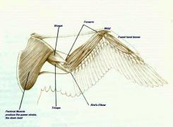 wing_bird_1_52356_33115_muscles.jpg