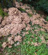 IMG_20201107_195718.jpg