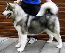Alaskan_Malamute_012.jpg