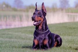 roscvetki_dobermanov_1_30203106-1024x683.jpg
