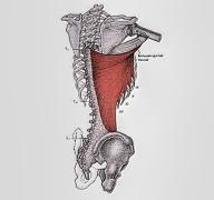 Широчайшая и большая круглая_001.jpg