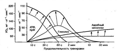 Адаптационные изменения мощности (VО2) и емкости отдельных механизмов энергообеспечения мышечной работы в процессе специфической тренировки.jpg