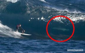 surfer_shark_1003384c.jpg