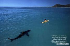 great_white_shark_kayak.jpg