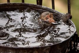 A-monkey-cools-off-in-a-w-002.jpg