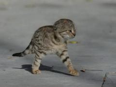 котэ цыпленков.jpg