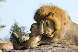 lion.jpg