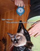 скотина.jpg