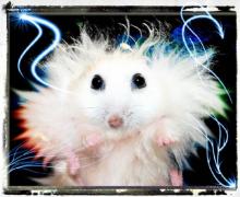 1237496884_hamster_04.jpg