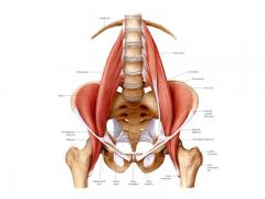 psoas_2_800x600.jpg
