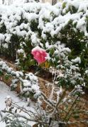 20131212_100528-1.jpg