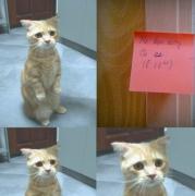 котэ-живность-песочница-999945.jpeg