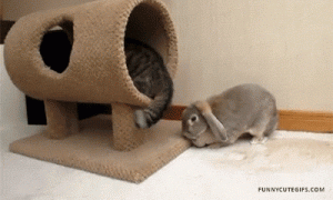 594.gif