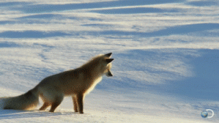 7f8c1087gw1ebdkhzeqi1g20b4069x6p.gif