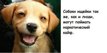 faktov-bespoleznyh-kuchka-kartinki-idiotizmy_8777245570.jpg
