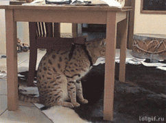 1419208582_1718009460.gif