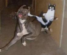 image.jpeg