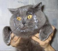 против куколда.jpg