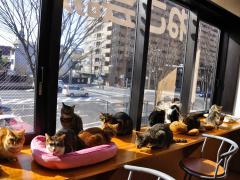 cat-cafe-09.jpg