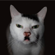 кот.png