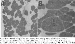 Antonio - Muscle-fiber-hyperplasia-pic_world largest fiber.jpg