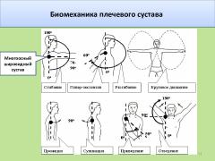 Плечевой сустав - движения - 02.jpg