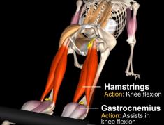 Hamstrings_V1-3.jpg