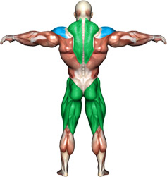 Как исправить асимметрию грудных мышц у мужчин упражнения