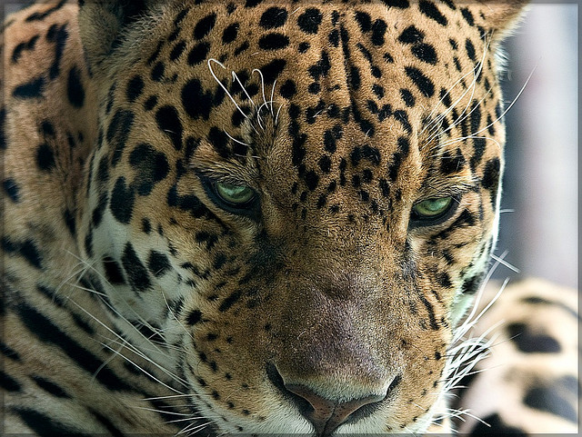 Что полезнее курица на пару или вареная курица